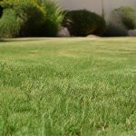 Lutter contre les pucerons avec des solutions douces et naturelles
