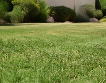 Gazon : résistance à la sécheresse, quelles variétés choisir ?