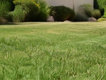 Gazon : résistance à la sécheresse, quelles variétés choisir ?