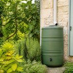 Que semer au potager en octobre ? Les cultures à privilégier