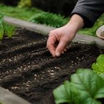 Récupérateur d&rsquo;eau de pluie : allier pratique et esthétique au jardin