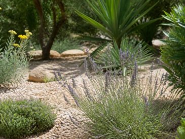 Faire face à la chaleur au jardin : quelles plantes semer qui ne demandent pas trop d'eau en été