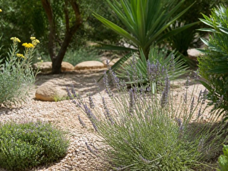 Faire face à la chaleur au jardin : quelles plantes semer qui ne demandent pas trop d'eau en été