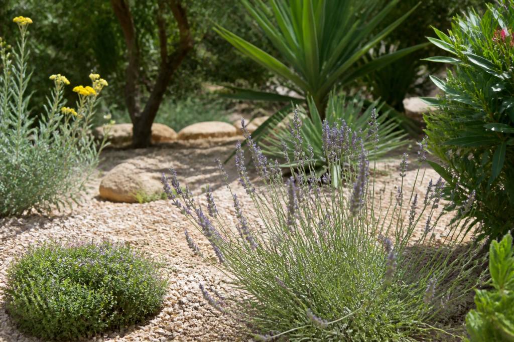 Faire face à la chaleur au jardin : quelles plantes semer qui ne demandent pas trop d'eau en été