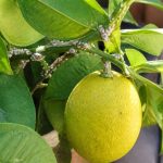 Lutter contre les pucerons avec des solutions douces et naturelles