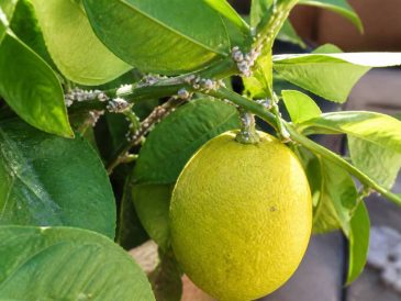 Cochenilles sur citronnier : traitements naturels et gestes préventifs