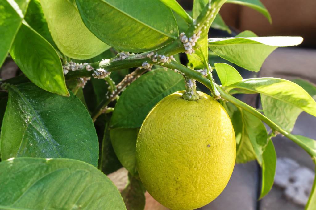 Cochenilles sur citronnier : traitements naturels et gestes préventifs