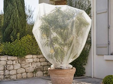Voile d'hivernage pour citronnier : quand et comment l’installer