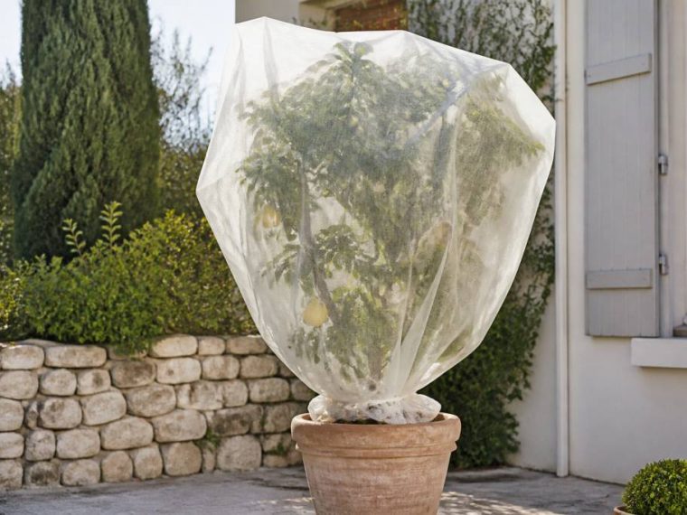 Voile d'hivernage pour citronnier : quand et comment l’installer