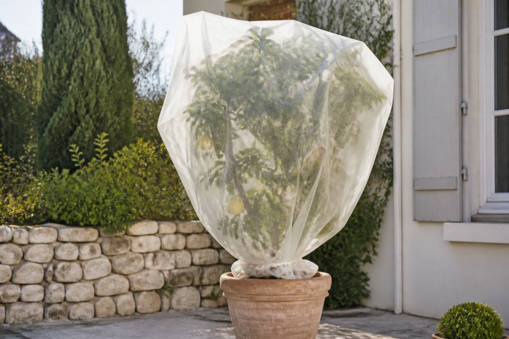 Voile d'hivernage pour citronnier : quand et comment l’installer