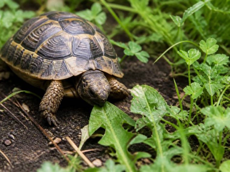 Des tortues au jardin : que semer pour les nourrir ? Les plantes utiles