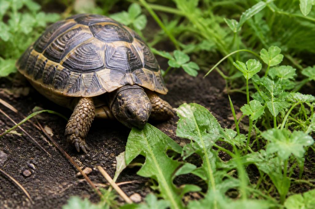Des tortues au jardin : que semer pour les nourrir ? Les plantes utiles