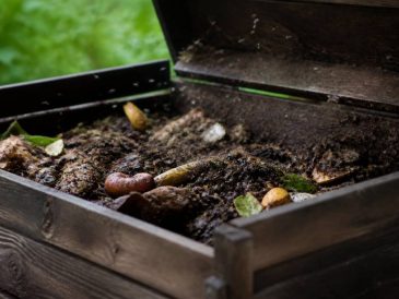 Moucherons dans le compost : causes et solutions pour les éliminer