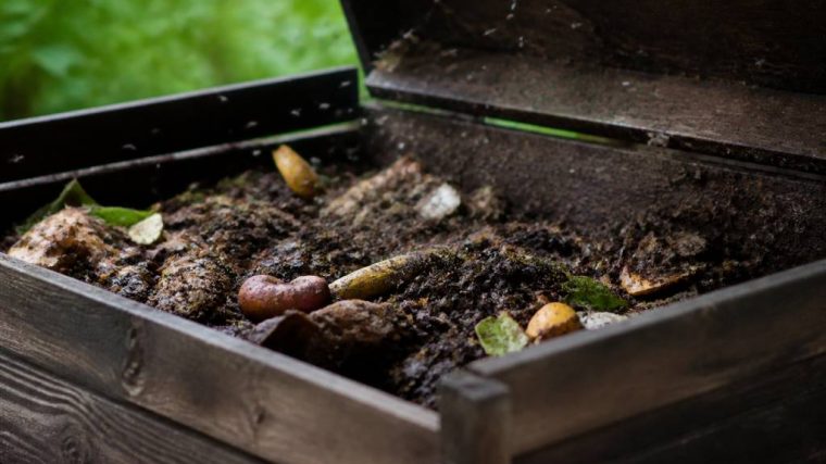 Moucherons dans le compost : causes et solutions pour les éliminer