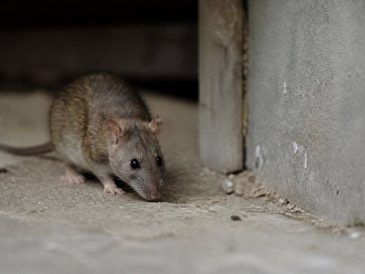 Comment éloigner les rats de ma maison ? Méthodes efficaces et durables