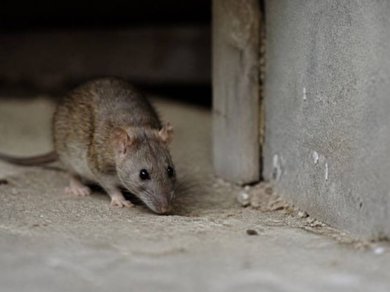 Comment éloigner les rats de ma maison ? Méthodes efficaces et durables