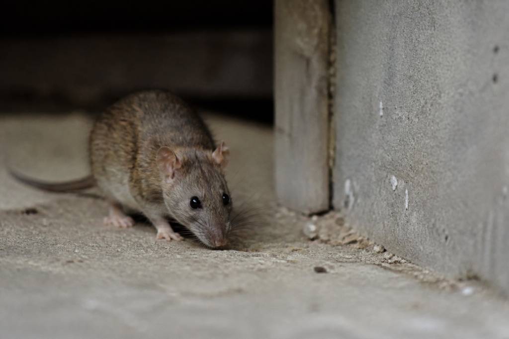 Comment éloigner les rats de ma maison ? Méthodes efficaces et durables