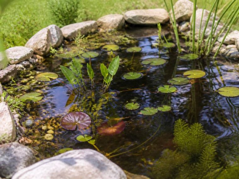 Créer une petite mare dans le jardin : étapes, plantes et conseils