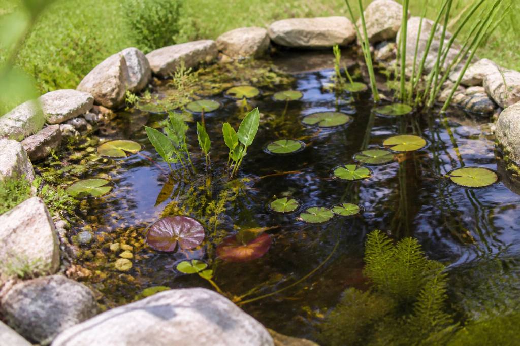 Créer une petite mare dans le jardin : étapes, plantes et conseils
