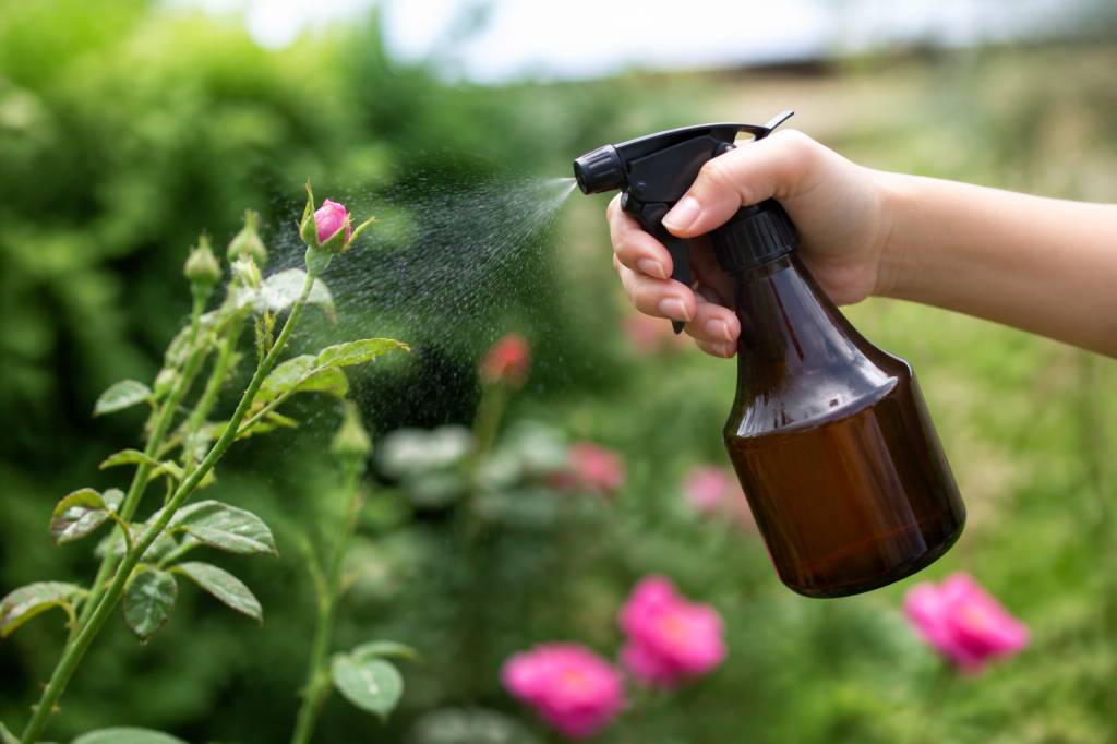 Lutter contre les pucerons avec des solutions douces et naturelles