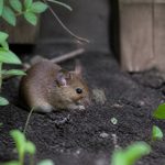 Que semer au potager en septembre ? Les semis à ne pas manquer
