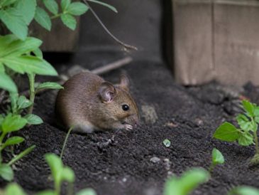 Nuisibles : comment éloigner les souris du jardin potager ?