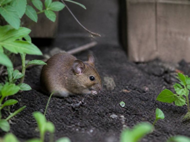 Nuisibles : comment éloigner les souris du jardin potager ?