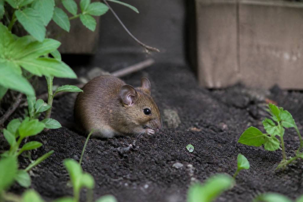 Nuisibles : comment éloigner les souris du jardin potager ?