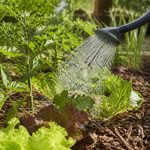 Que semer au potager en octobre ? Les cultures à privilégier