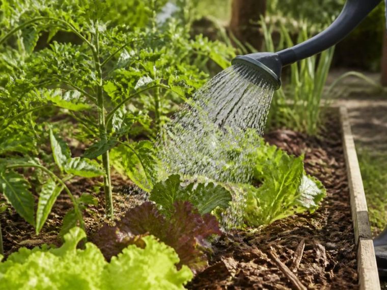 Arroser moins mais mieux au potager : techniques efficaces pour économiser l’eau