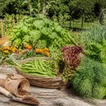 Faire face à la chaleur au jardin : quelles plantes semer qui ne demandent pas trop d&rsquo;eau en été