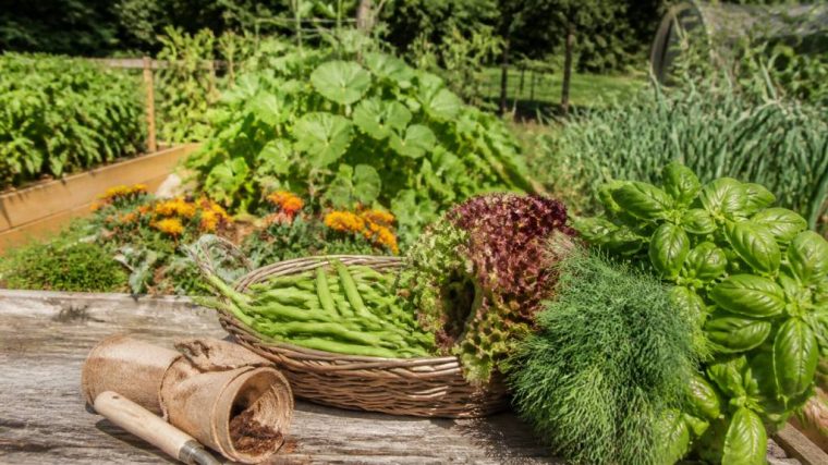 Que semer au potager en Juillet ? Les légumes et herbes à choisir