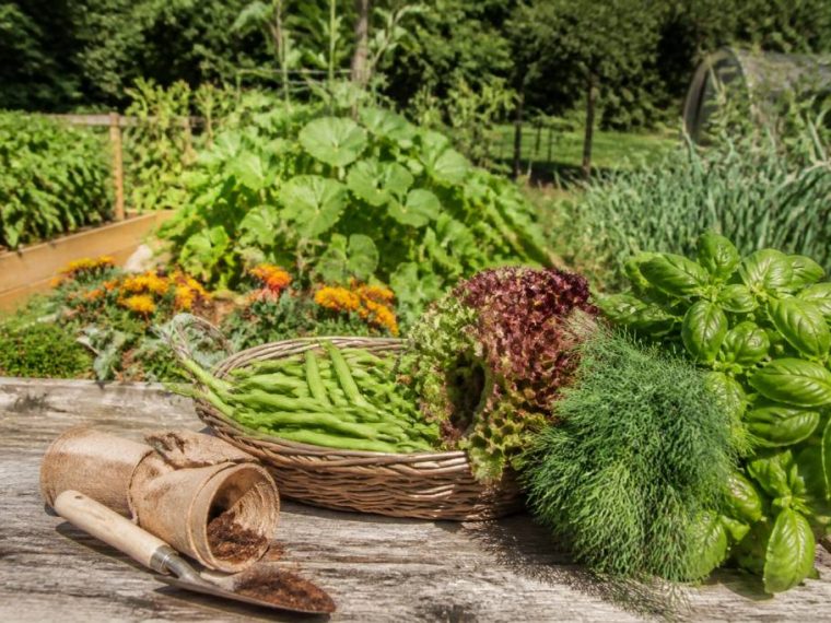 Que semer au potager en Juillet ? Les légumes et herbes à choisir