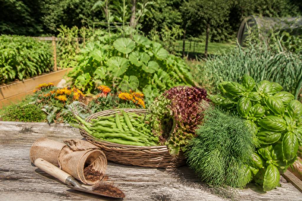 Que semer au potager en Juillet ? Les légumes et herbes à choisir