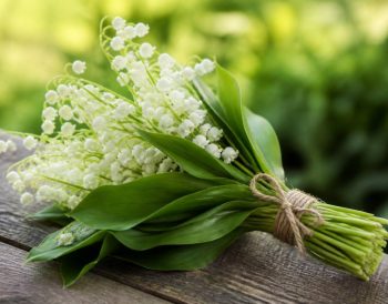 Le 1er mai muguet porte bonheur : signification et traditions