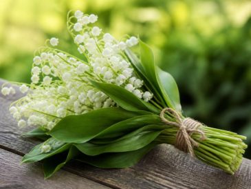 Le 1er mai muguet porte bonheur : signification et traditions