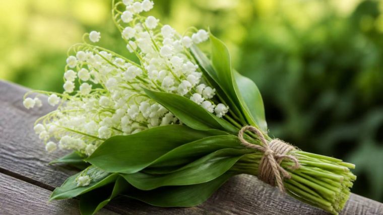 Le 1er mai muguet porte bonheur : signification et traditions