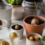 Voile d&rsquo;hivernage pour citronnier : quand et comment l’installer
