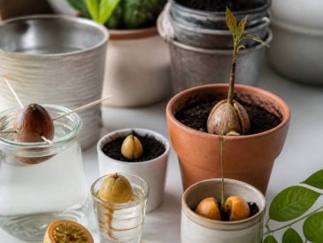 Semer ses pépins (avocat, citron, dattes, fruit de la passion...) pour se faire des plantes gratuites
