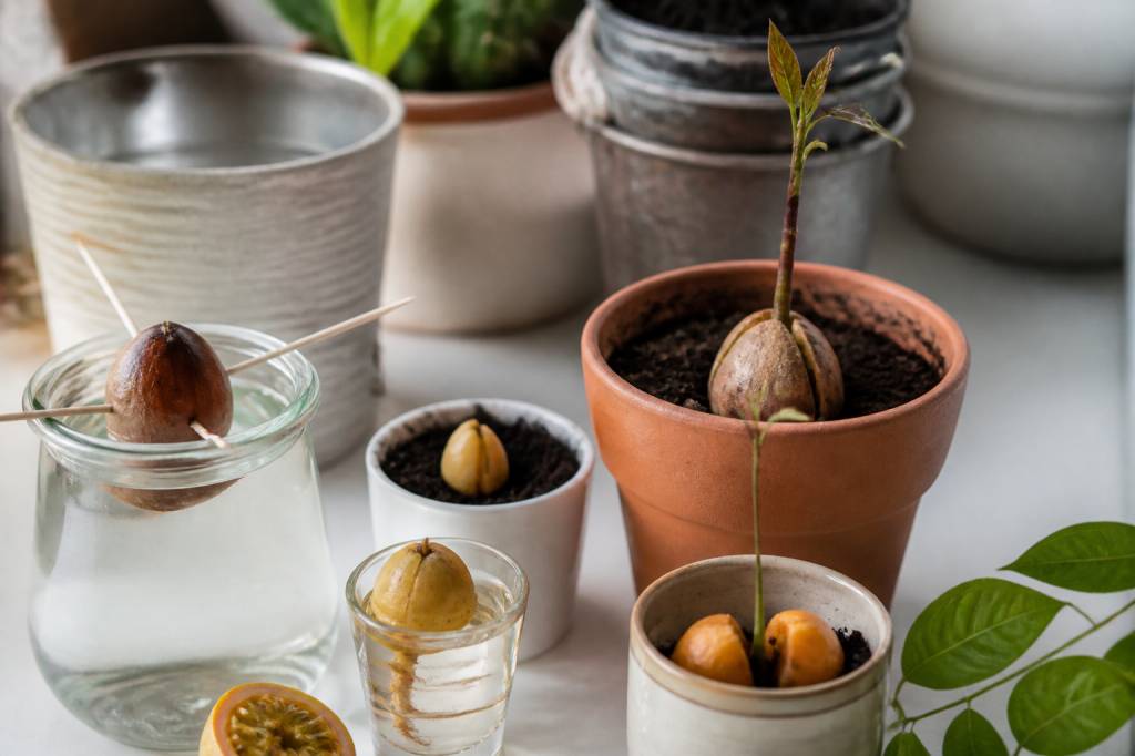 Semer ses pépins (avocat, citron, dattes, fruit de la passion...) pour se faire des plantes gratuites