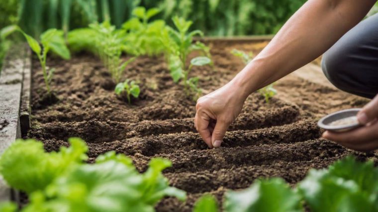 Que semer au potager en août ? Les variétés adaptées à la saison