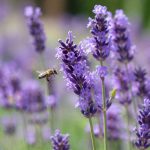 Que semer au potager en septembre ? Les semis à ne pas manquer