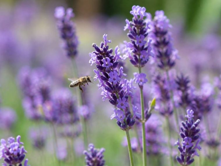 Les fleurs mellifères à planter pour attirer les pollinisateurs au jardin