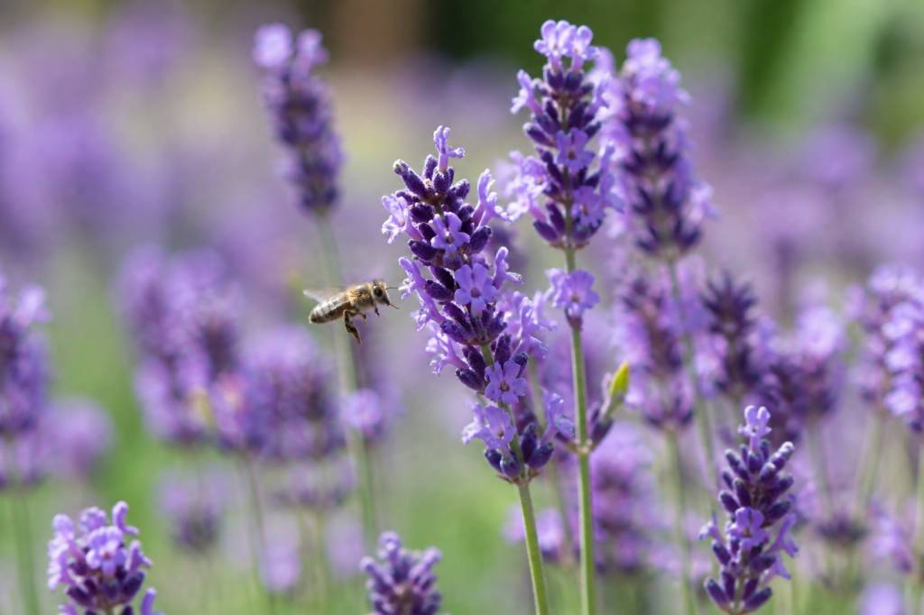 Les fleurs mellifères à planter pour attirer les pollinisateurs au jardin