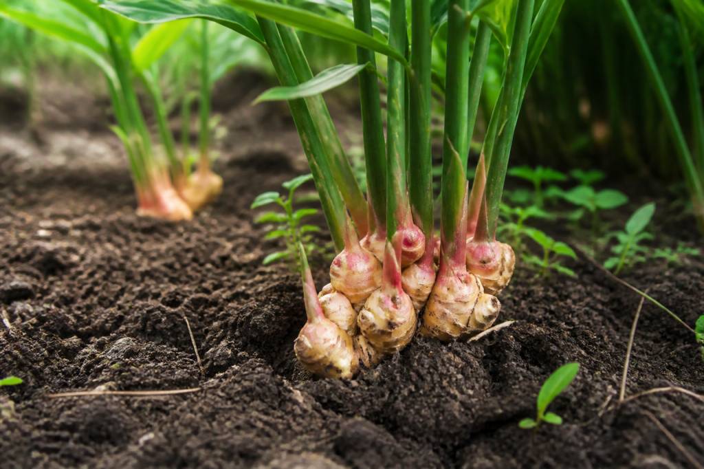 Cultiver du gingembre au jardin : réussir sa plantation pas à pas