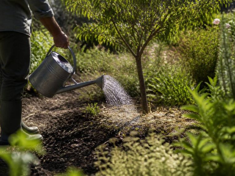 Préparer son jardin pour les fortes chaleurs : gestes simples pour protéger vos plantes