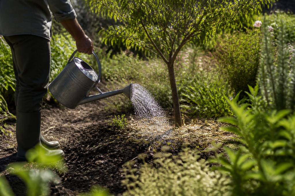 Préparer son jardin pour les fortes chaleurs : gestes simples pour protéger vos plantes