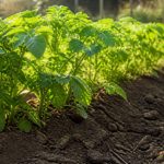 Comment butter les pommes de terre pour obtenir une récolte abondante