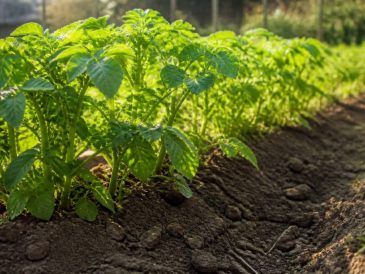 Quand butter les pomme de terre pour obtenir une récolte abondante